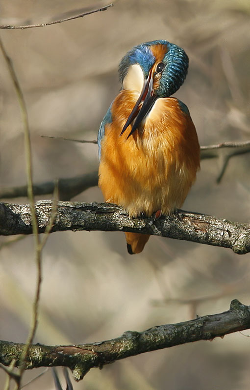 Renzo-IL solito M......