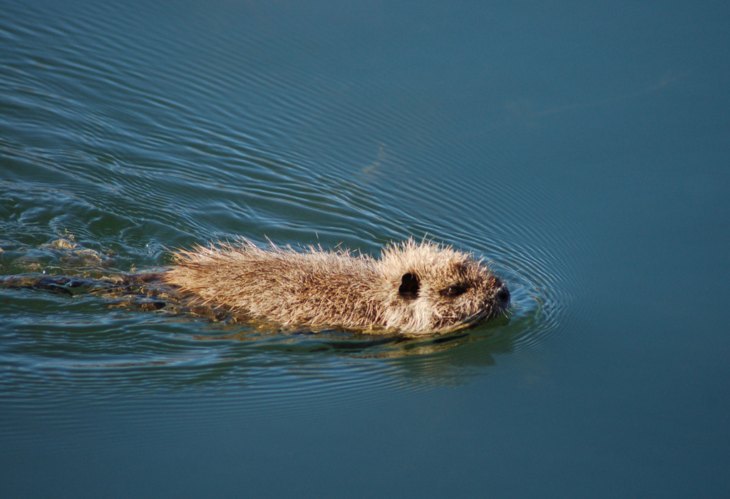 Cucciolo di nutria