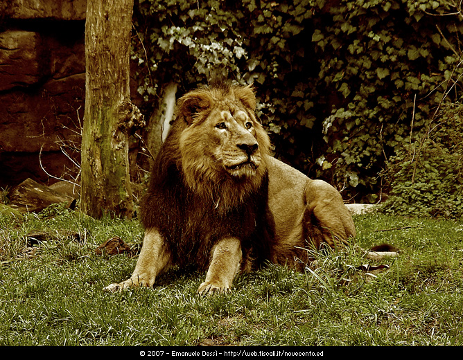 Il Re della... foresta