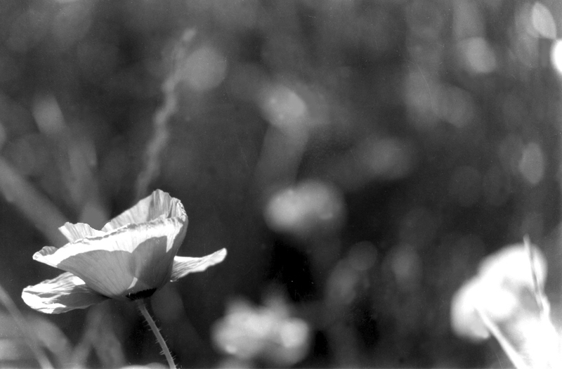 ...Lo sai che i papaveri son alti alti alti e....