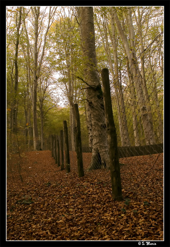 Ancora pineta ( o Faggeta!!!)