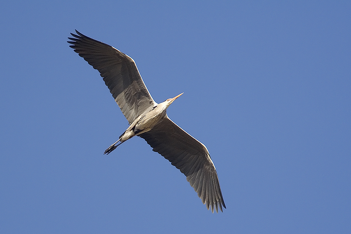 Il mio primo airone cenerino