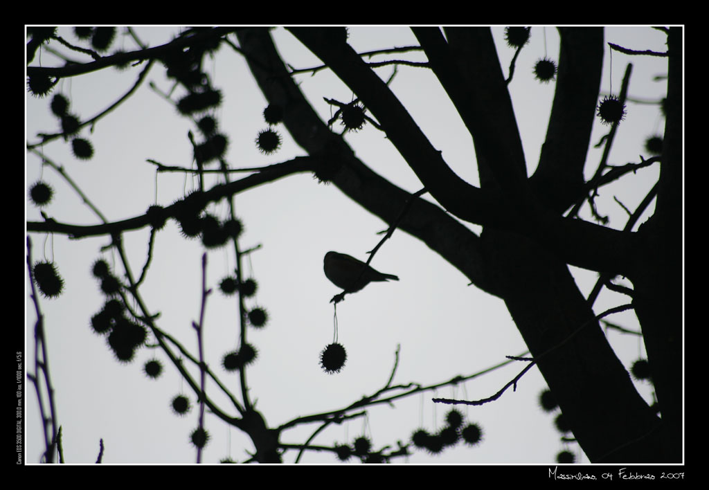 Passero solitario...