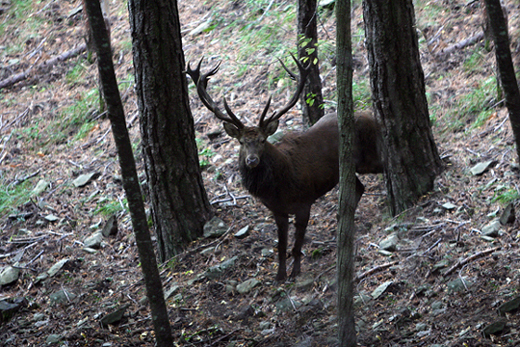 Cervo maschio adulto