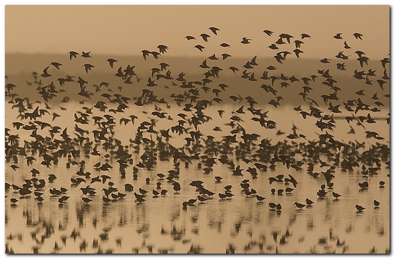 Piovanelli pancianera all'alba