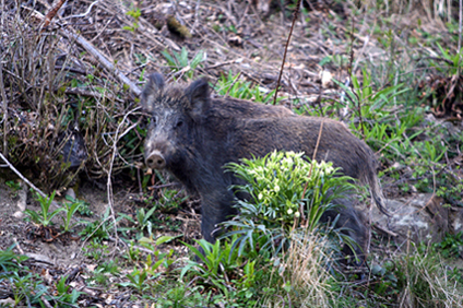 Cinghiale