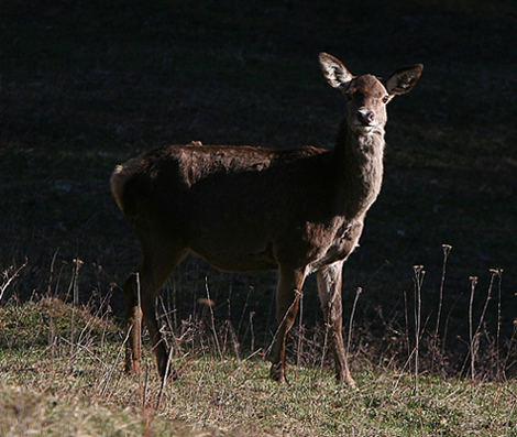 Cervo femmina