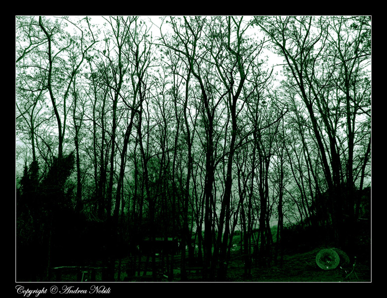 Ghost in the trees...