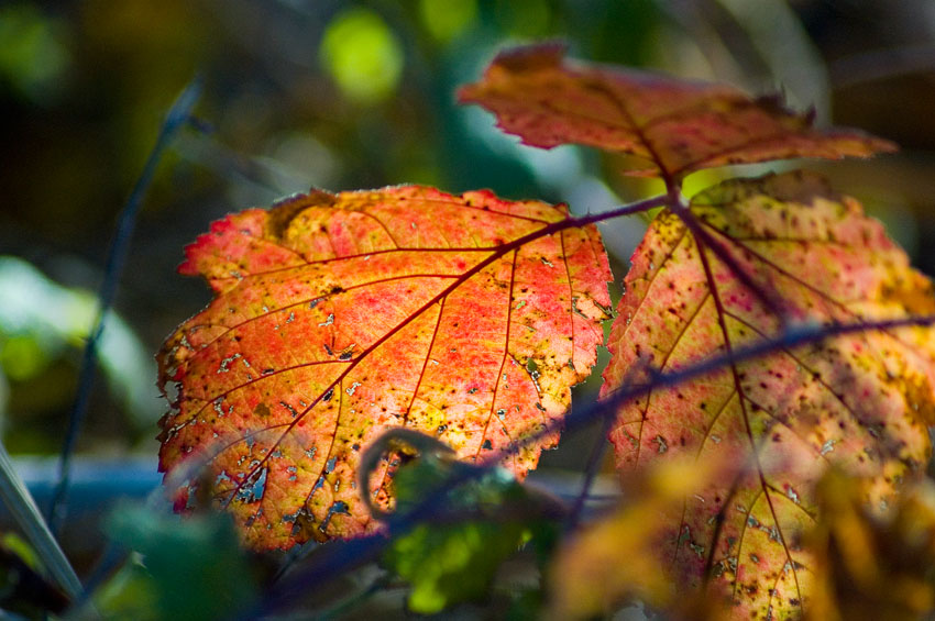 Foglia in controluce