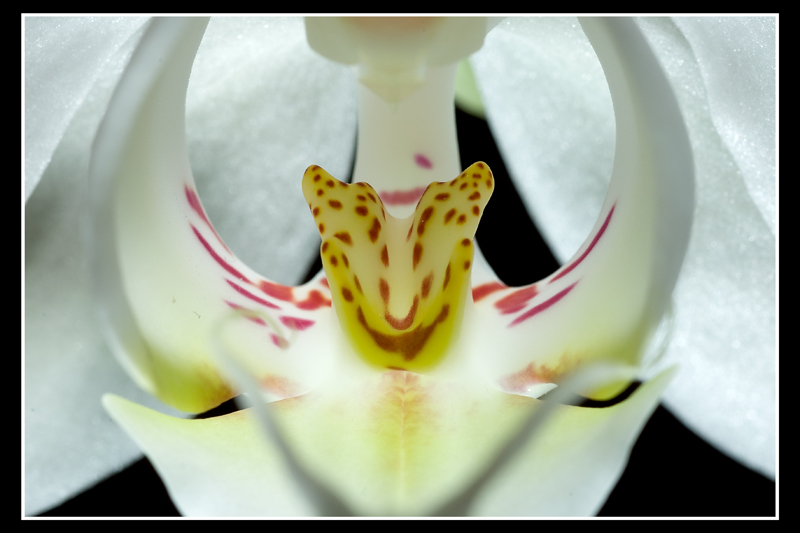 Aiuto! Mi e' sbocciata l'orchidea.....