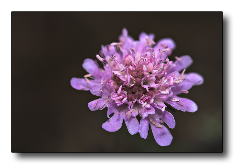 fiuril�