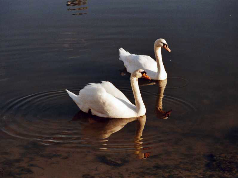 UNA COPPIA PERFETTA...