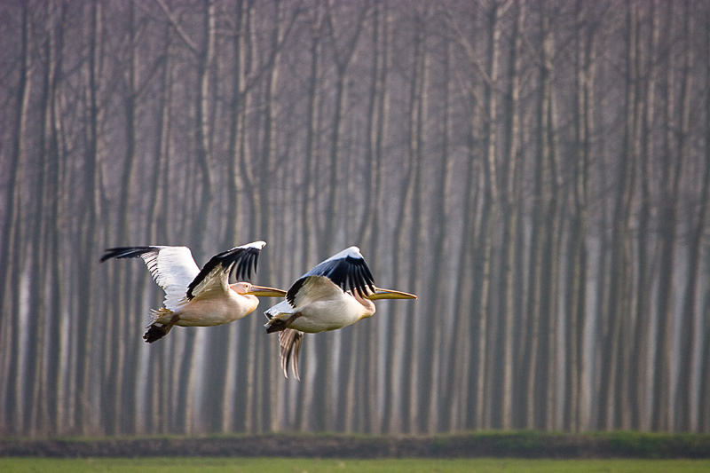 Pellicani in volo