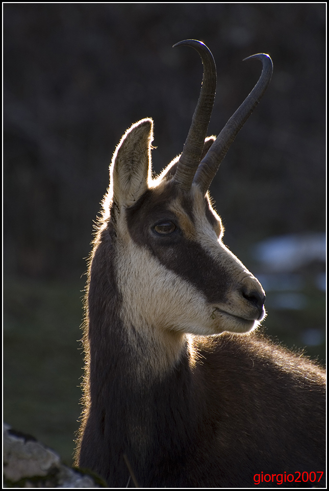 camoscio ritratto