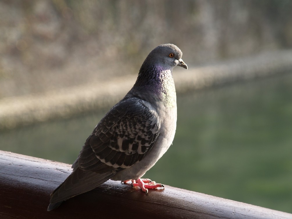 Sul ponte di Bassano...