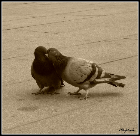 ...innamorati pazzi...