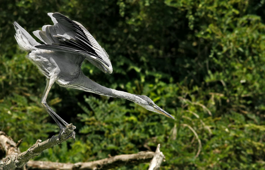 Renzo-Airone cenerino in punta