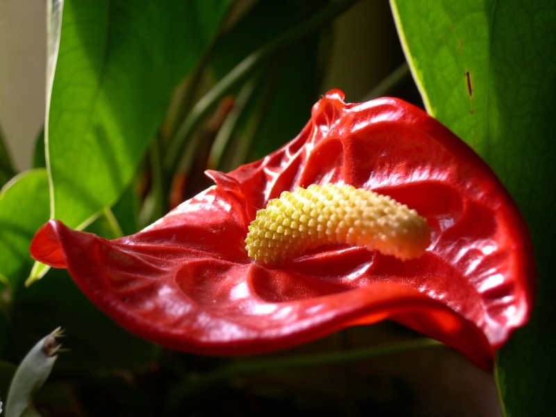 Fiore