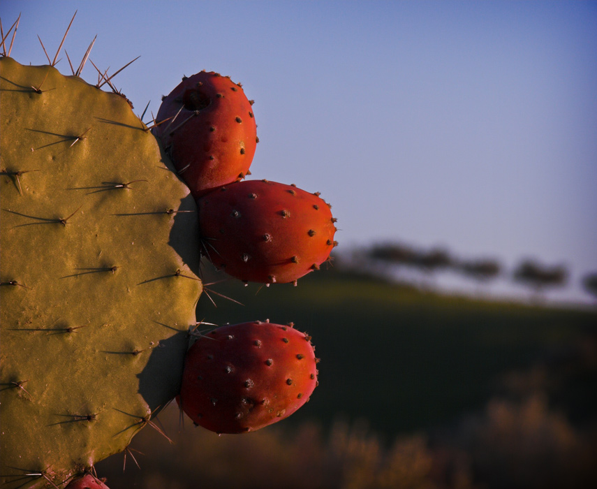 .: ombre indistinte :.