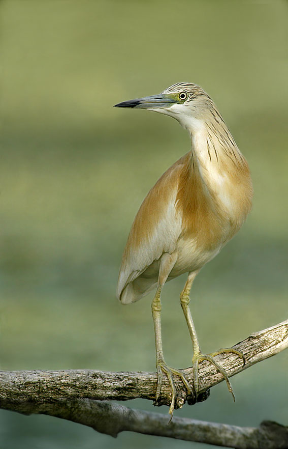 Renzo-Sgarza ciuffetto