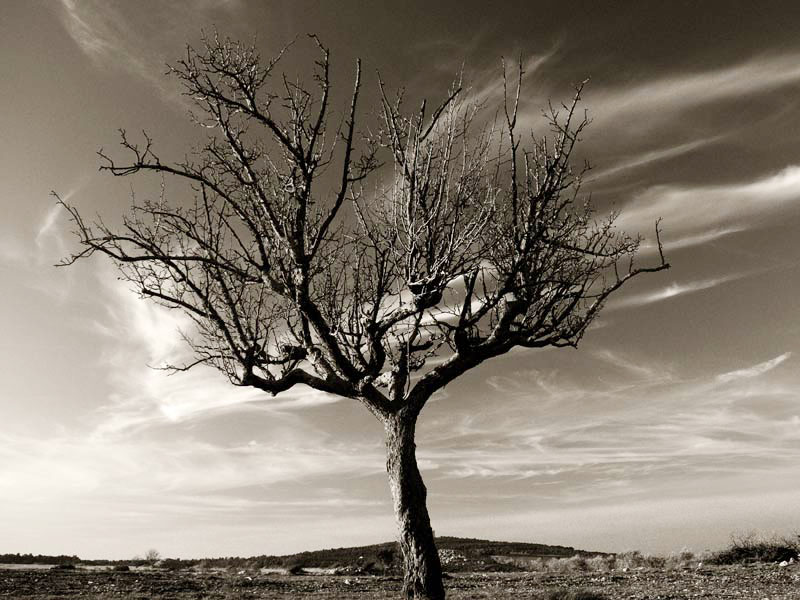 .......albero.......