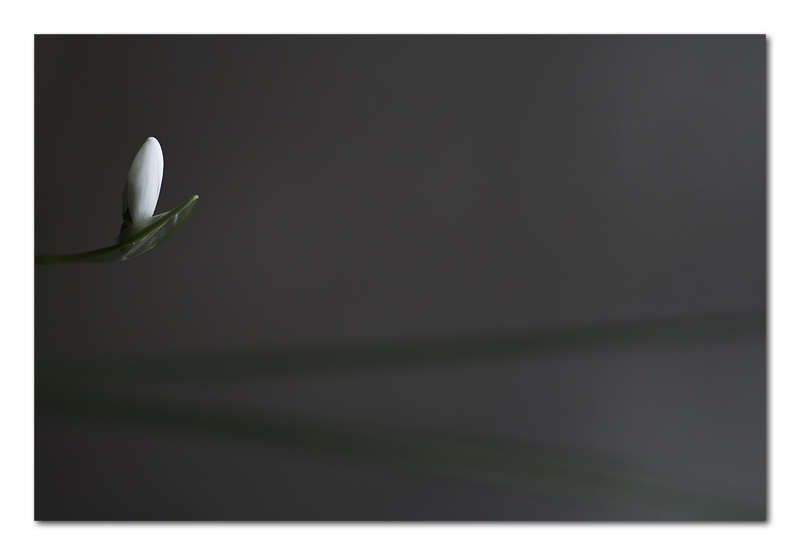 Minimalismo floreale