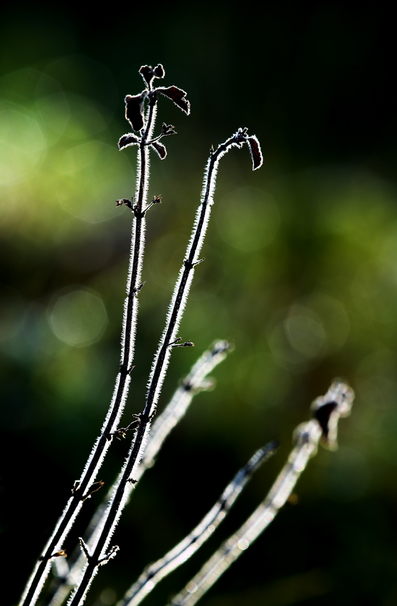 arbusti in controluce