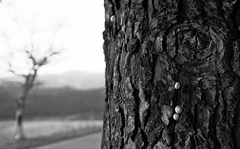 2+1...(roulotte verso il centro!)