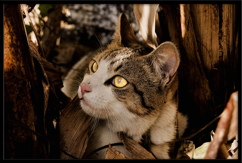 come una grande belva