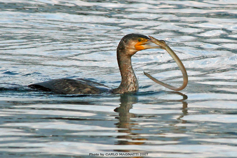 Cormorano alla pescatora...