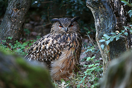 Gufo reale Gufo reale