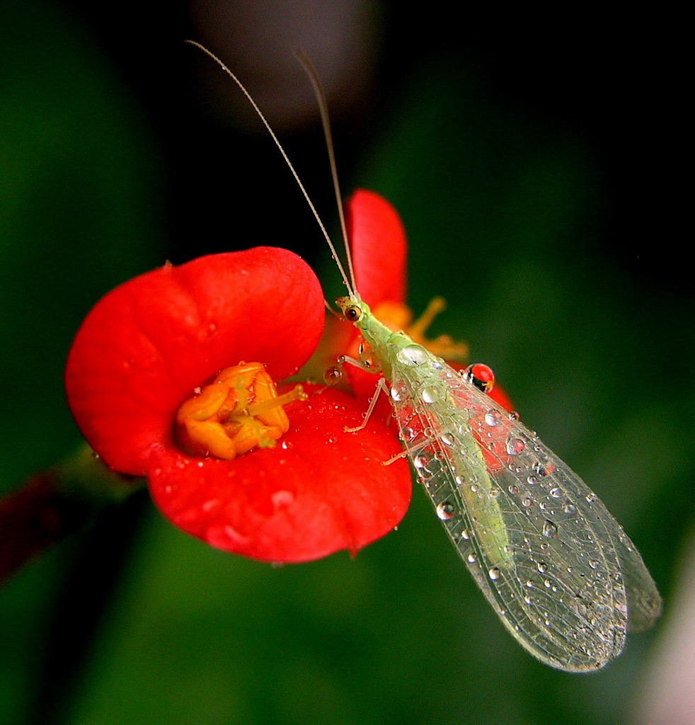piccolo insetto bagnato.