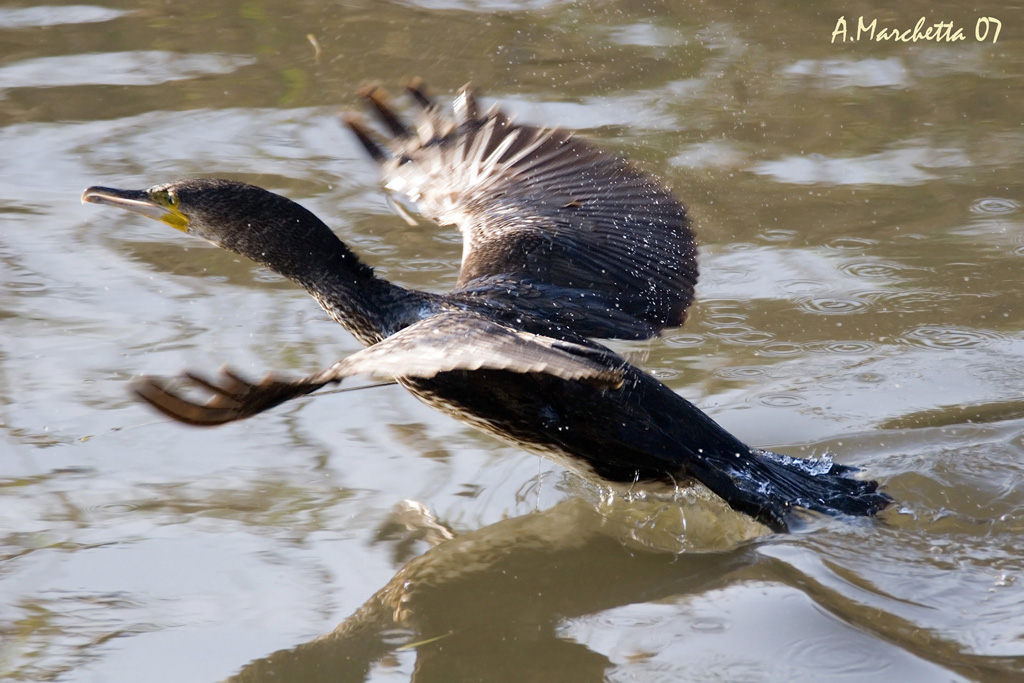 Decollo acquatico.....