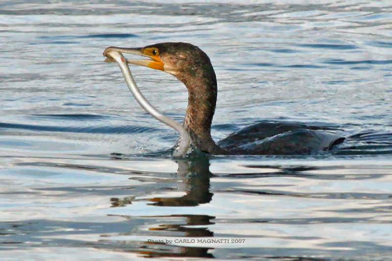 Cormorano alla pescatora...2