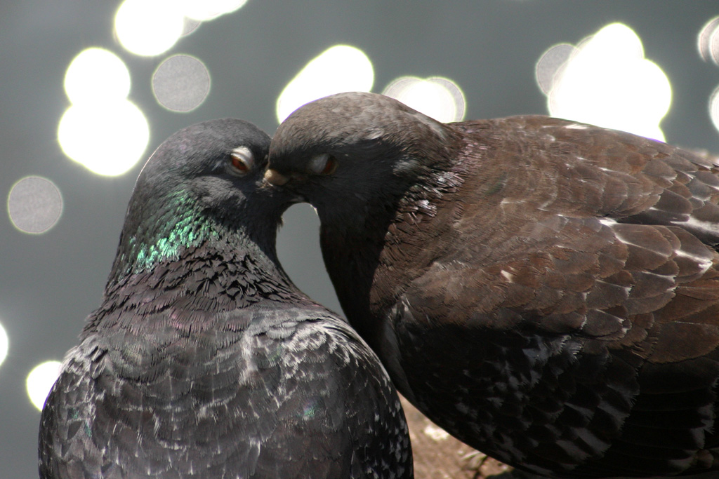 due piccioni innamorati