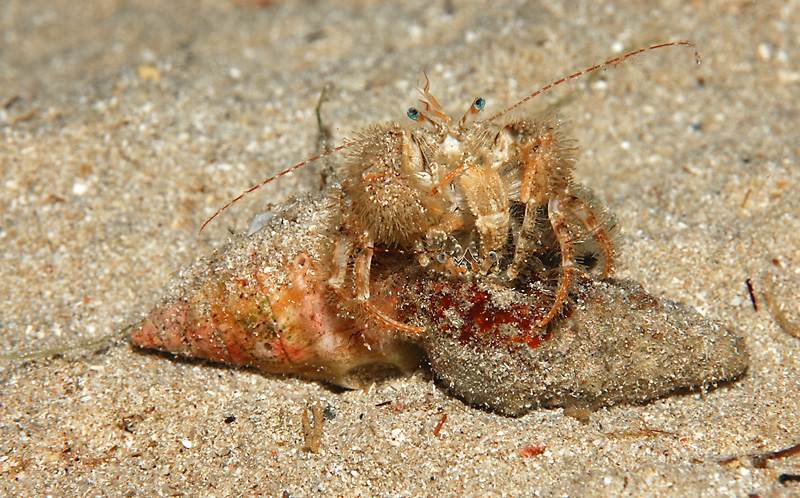 Feroce scazzottata
