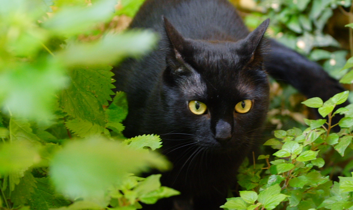 Zeb� nella foresta