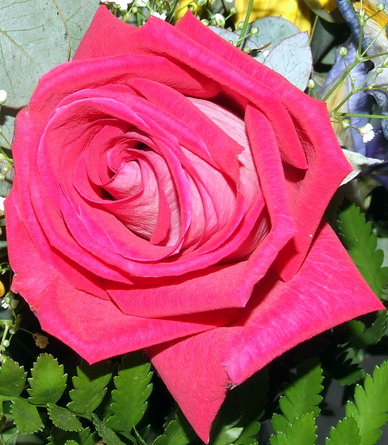 VICINI A SAN VALENTINO