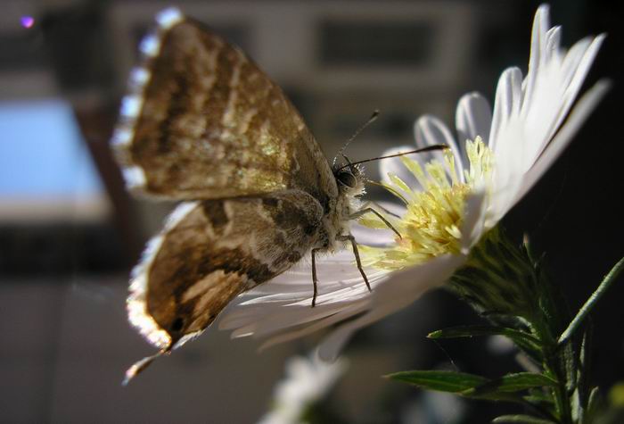 farfallina e settembrino