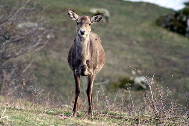 Cervo femmina