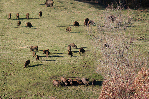 Qualche cinghiale!!!