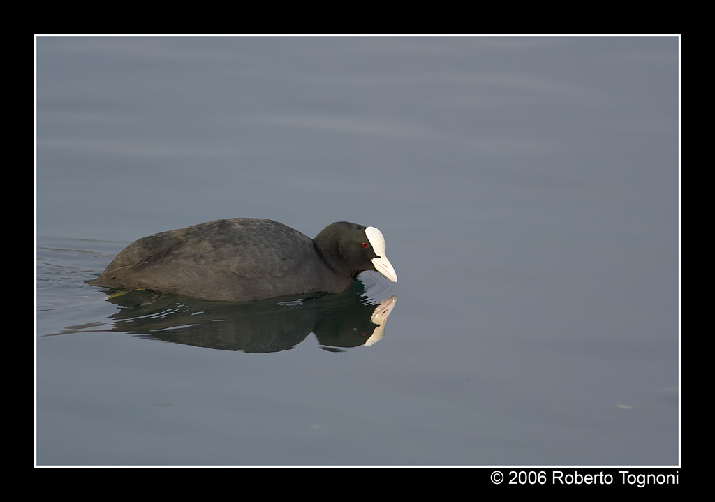 Coot