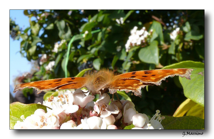 Farfalla 3