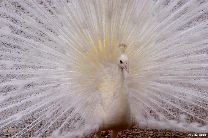 Pavone bianco 3