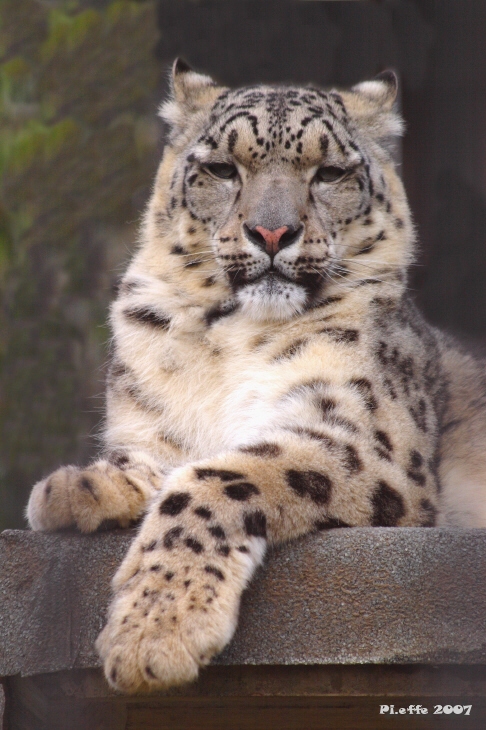 Leopardo delle nevi