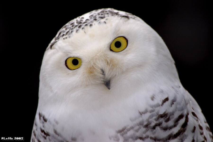 Civetta delle nevi