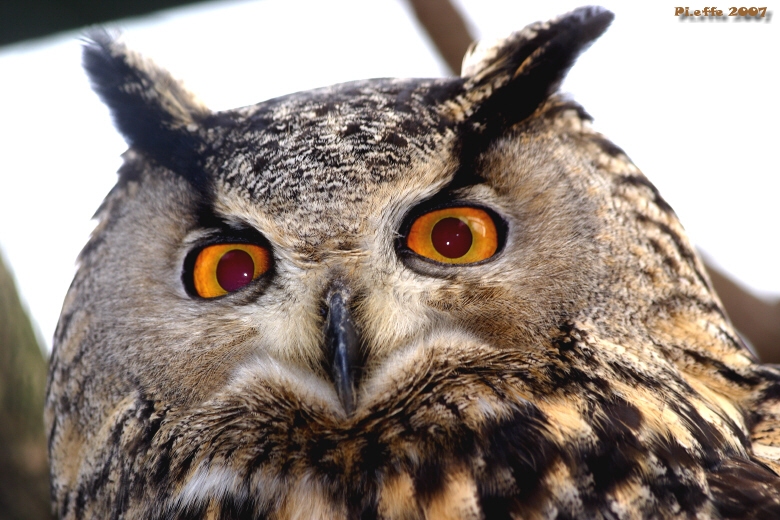 Il Gufo