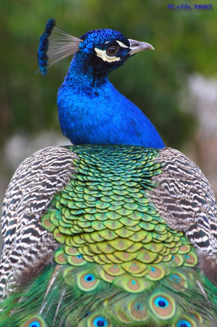 Eleganza... anche da dietro