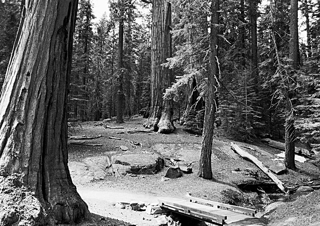 Sequoia National Park