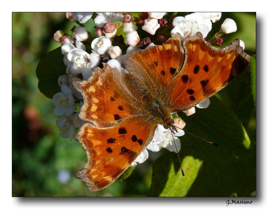 Farfalla 6